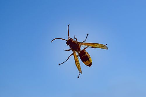 hornet insect sky