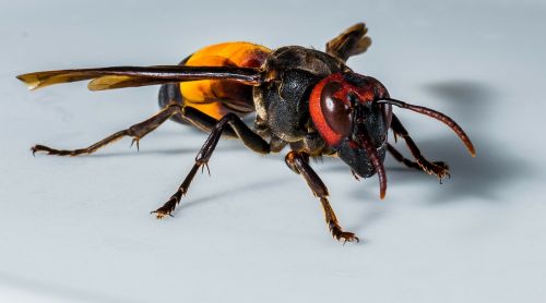 hornet wasp insect