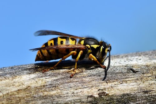 hornet  insect  wasp