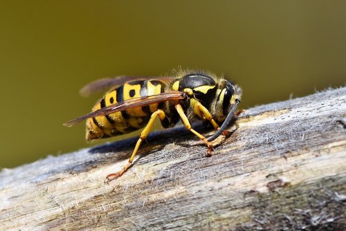 hornet  wasp  insect