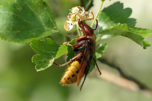 hornet  insect  macro