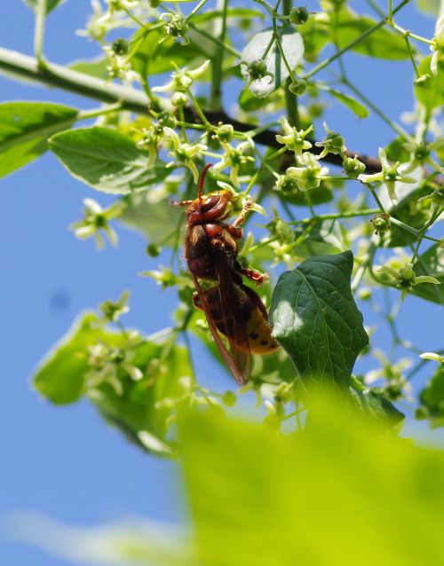 hornet insect nature