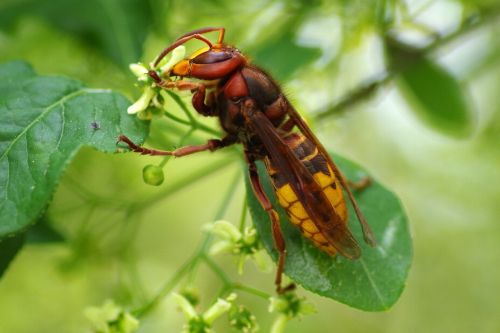 hornet insect nature