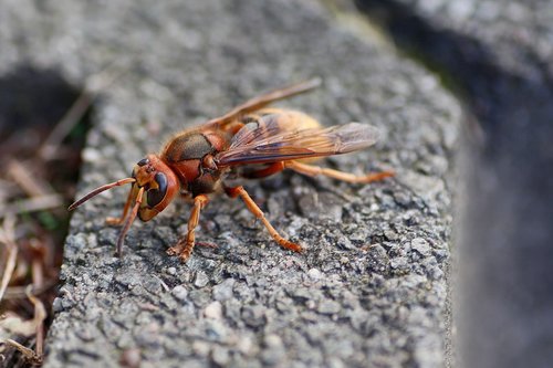 hornet  insect  close up