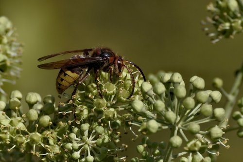 hornet  insect  nature