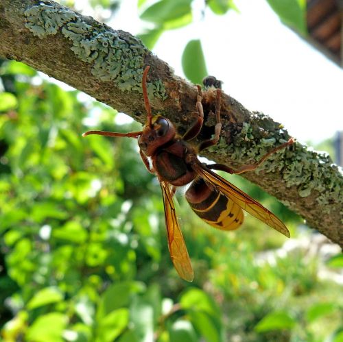 hornet insects nature