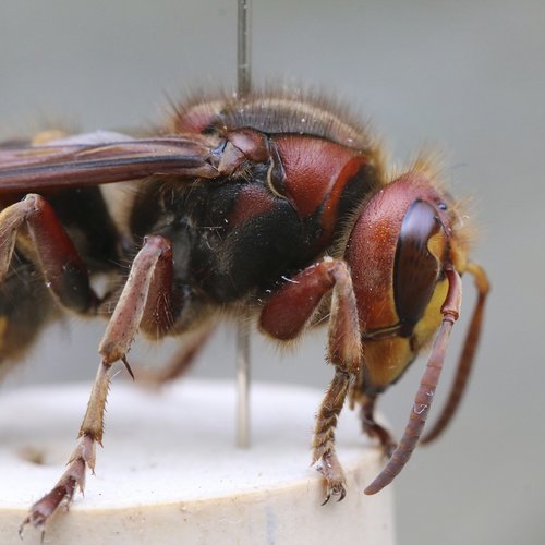 hornet  hornet european  macro