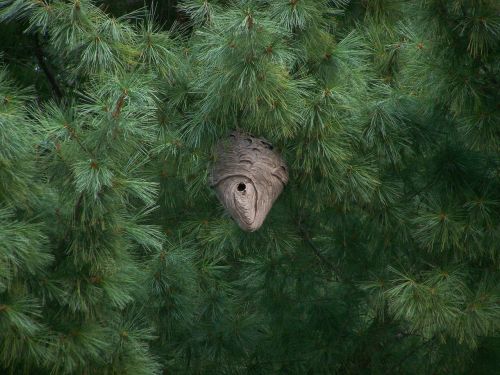 hornet nest danger