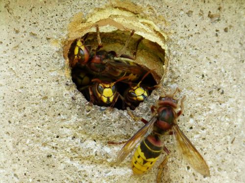 hornets vespa crabro animal