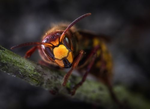 hornets hornet hornets queen