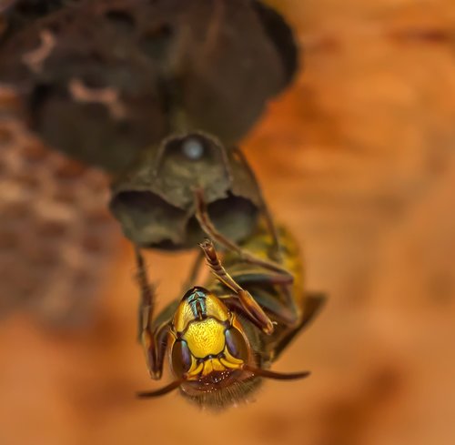 hornets  hornet  insect