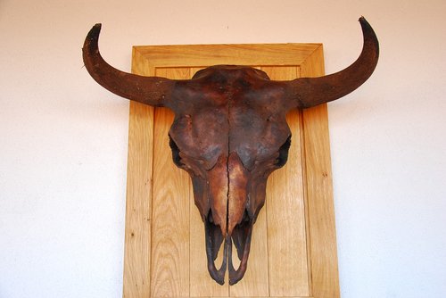 horns  bison