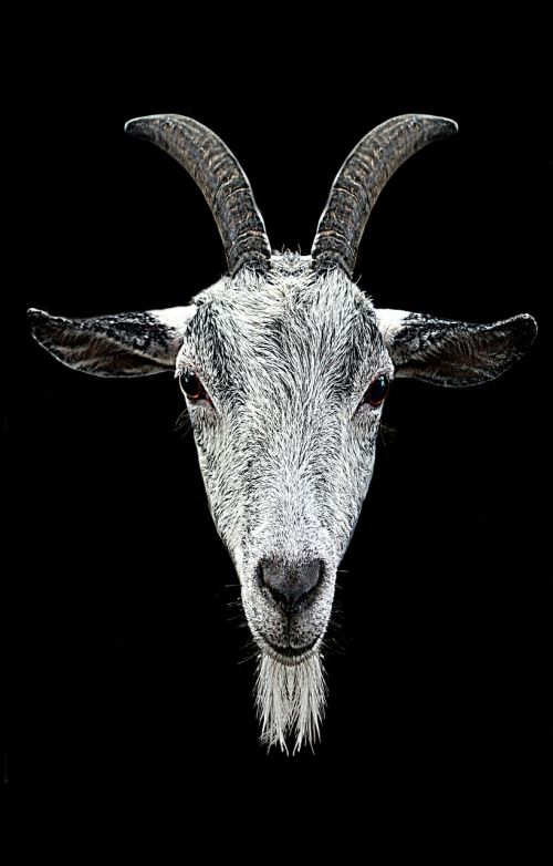 horns goat head
