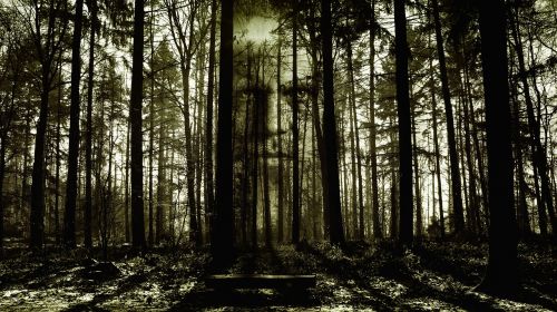 horror face forest