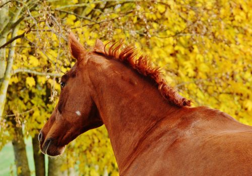 horse animal ride