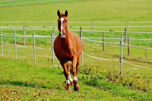 horse animal ride