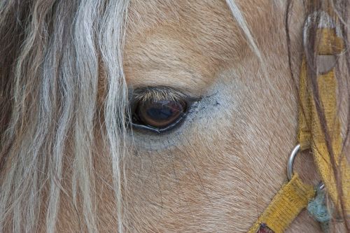 horse horse head eye
