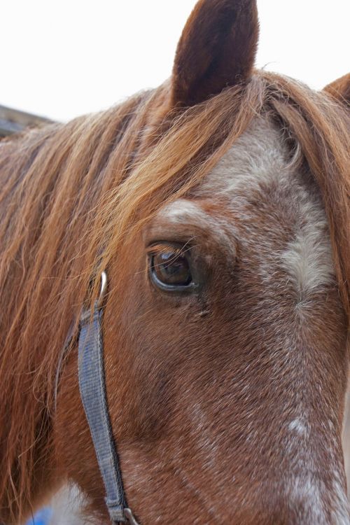 horse horse head eye