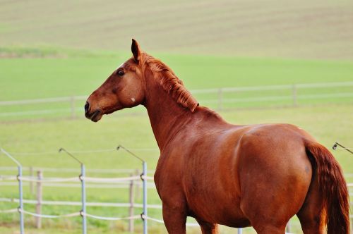 horse animal ride