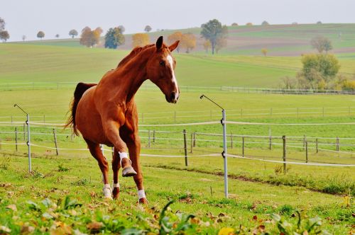 horse animal ride