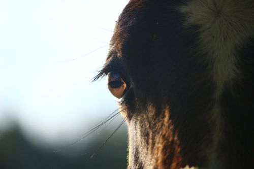 horse horse eye foal