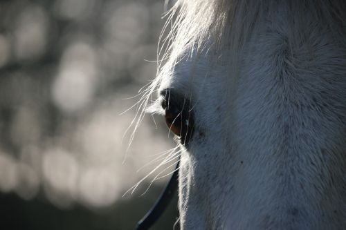 horse horse eye mold