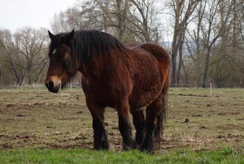 horse pasture kaltblut