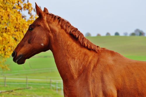 horse animal ride