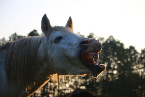 horse stallion yawn