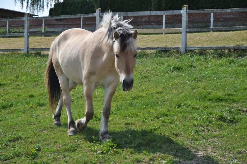 horse step fjord horse