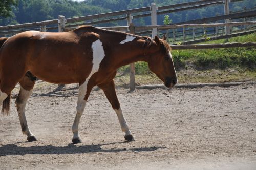 horse paddock cheques