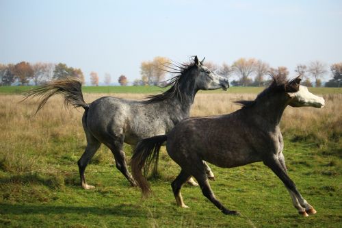 horse mold thoroughbred arabian