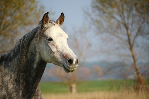 horse mold thoroughbred arabian