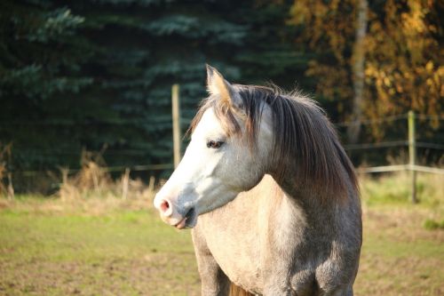 horse mold thoroughbred arabian