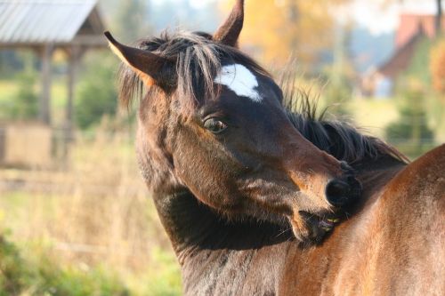 horse brown thoroughbred arabian