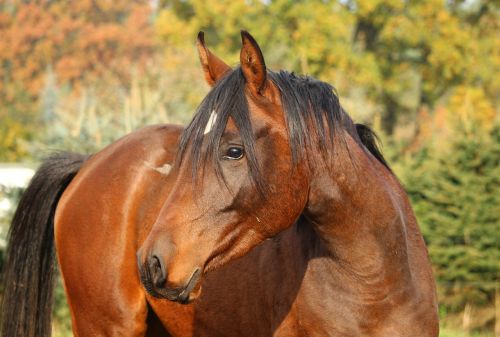 horse stallion brown