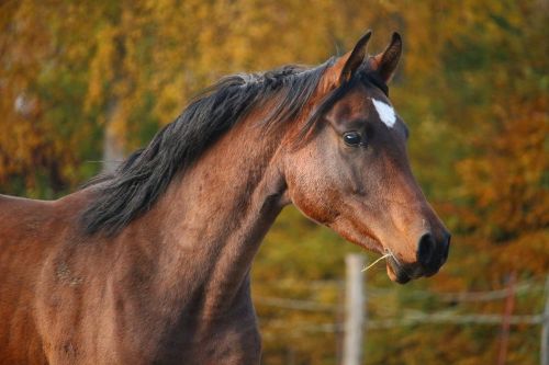 horse brown stallion