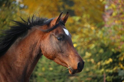 horse brown stallion