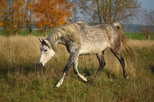 horse mold thoroughbred arabian