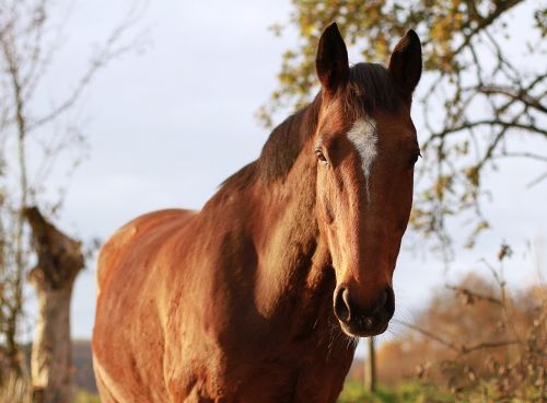 horse brown mare