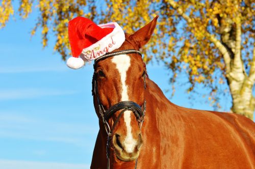 horse christmas santa hat
