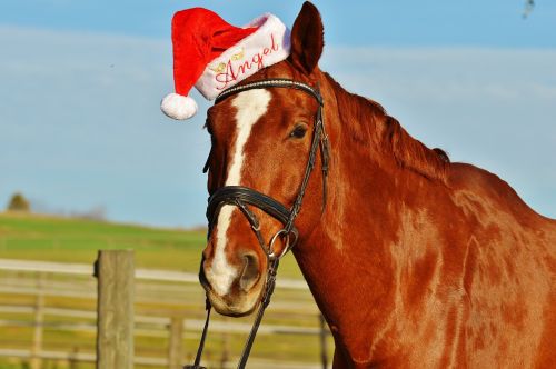 horse christmas santa hat