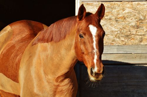 horse animal ride