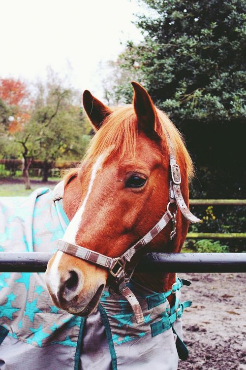 horse coupling pasture