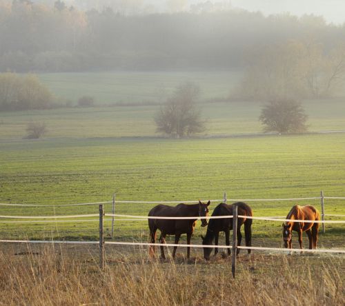 horse horses autumn