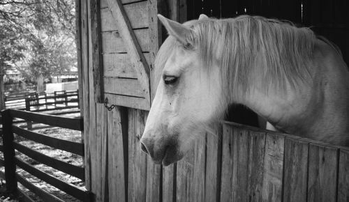horse barn animal