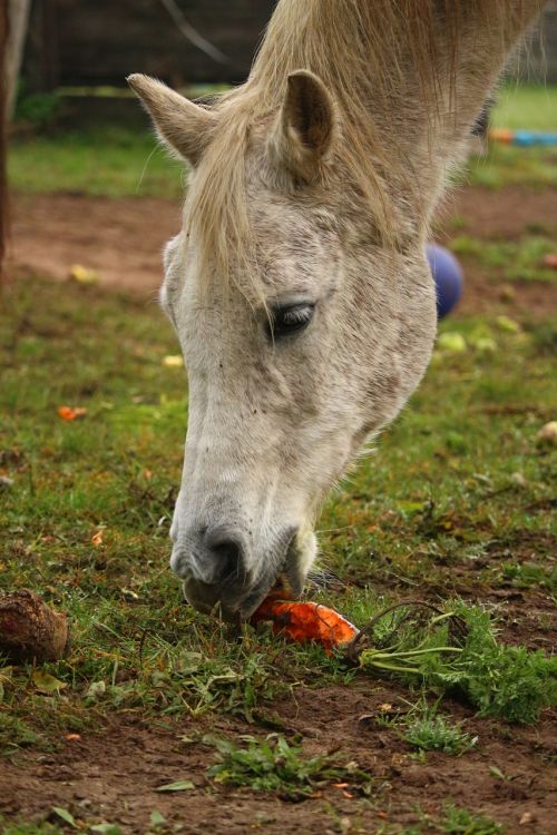 mold horse thoroughbred arabian