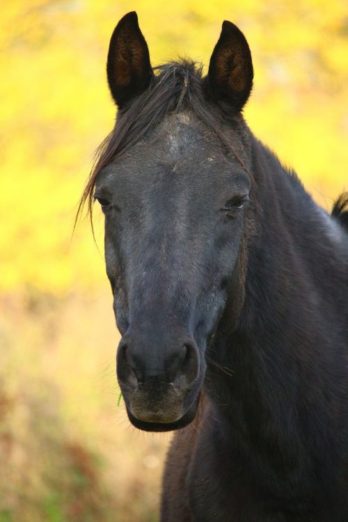 horse rap autumn