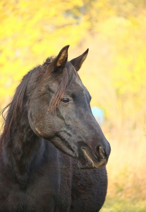 horse rap autumn