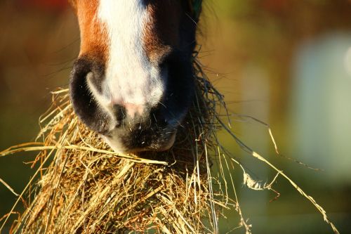 horse hay eat